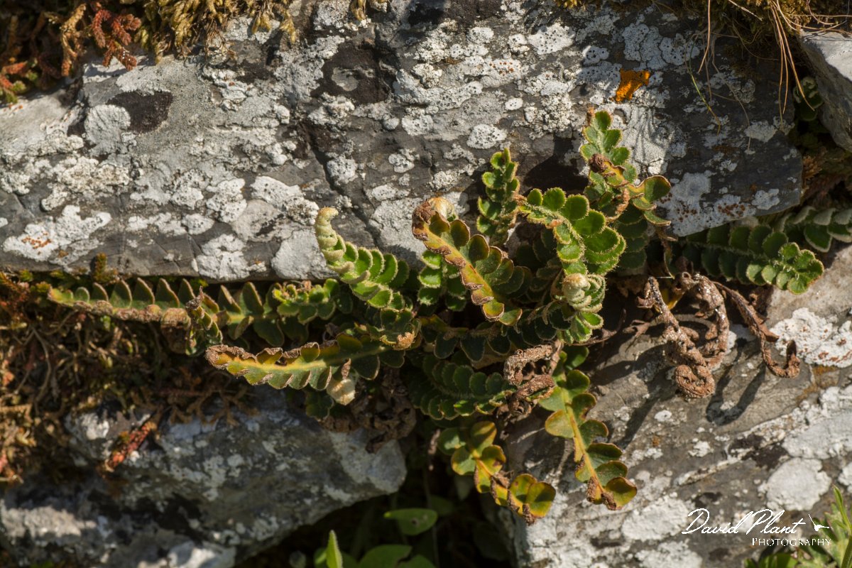 DPPhotography - Crete - Asplenium ceterach - A.jpg - Rustyback - Asplenium ceterach