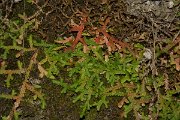 DPPhotography - Crete - Selaginella denticulata - A