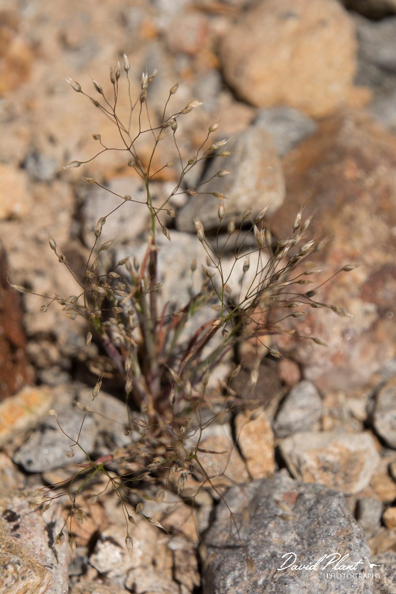 DPPhotography - Crete - Aira elegantissima - A.jpg - Delicate hair-grass - Aira elegantissima