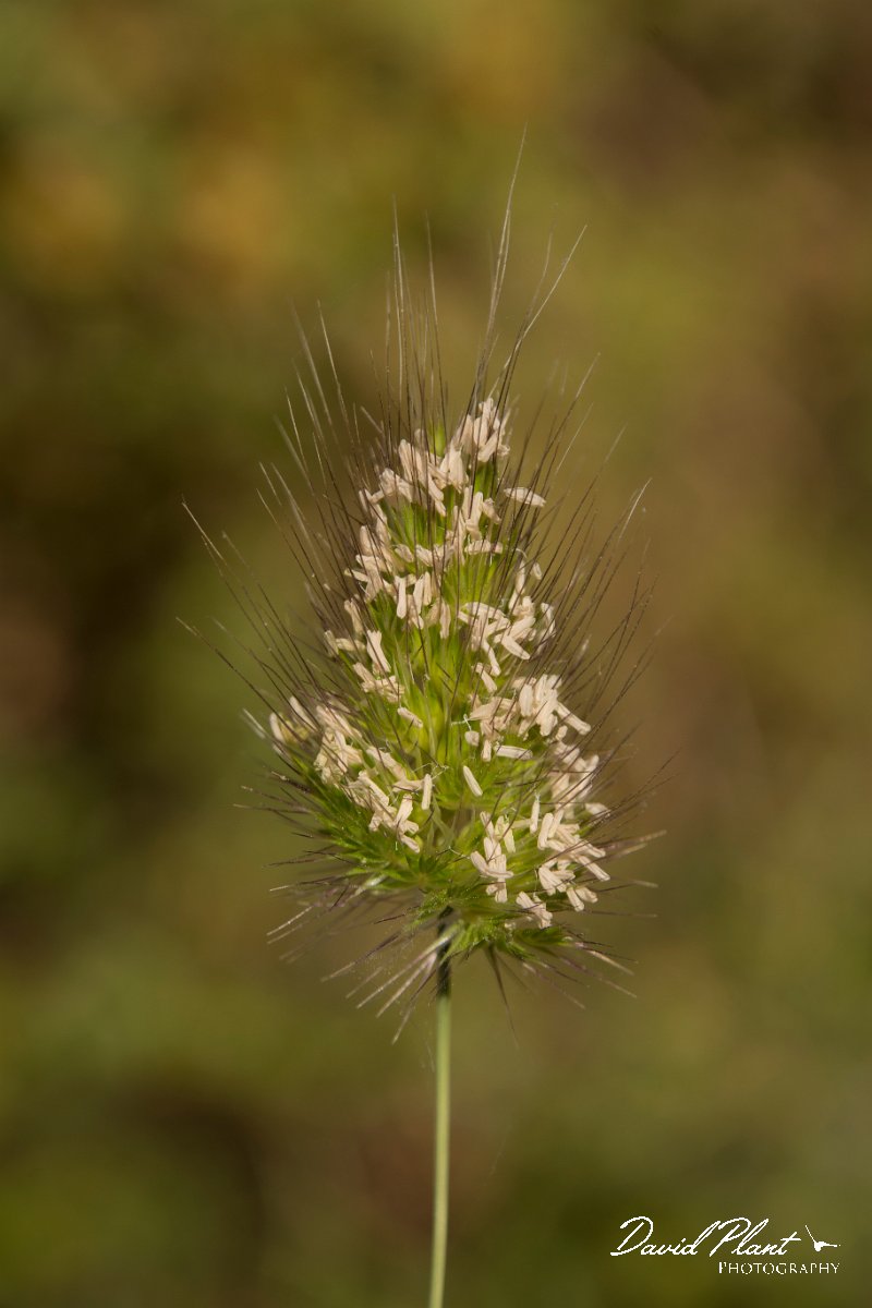 DPPhotography - Crete - Cynosurus echinatus - A.jpg - Rough dogstail - Cynosurus echinatus