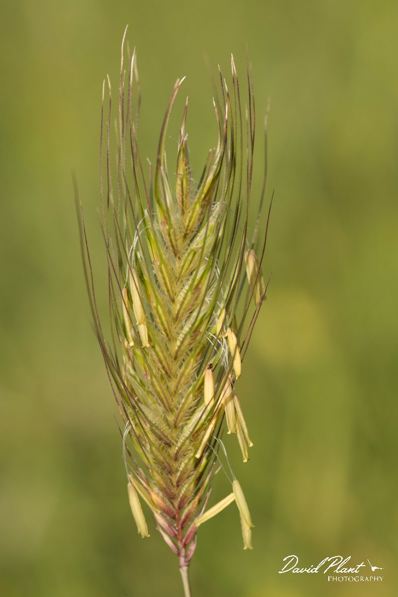 DPPhotography - Crete - Dasypyrum villosum - B.jpg - Dasypyrum villosum
