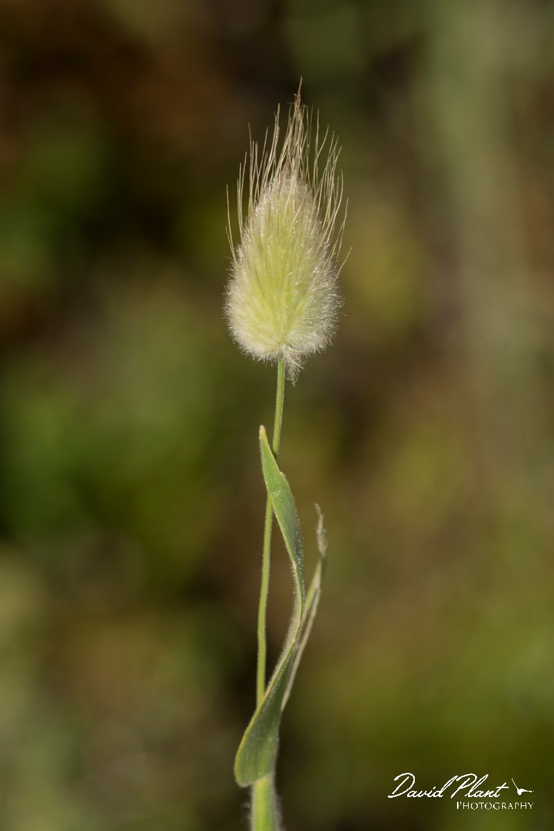 DPPhotography - Crete - Lagurus ovatus - A.jpg - Harestail grass - Lagurus ovatus