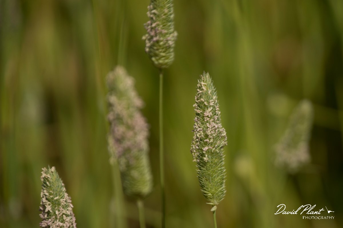 DPPhotography - Crete - Phalaris aquatica - B.jpg - Bulbous canary-grass - Phalaris aquatica