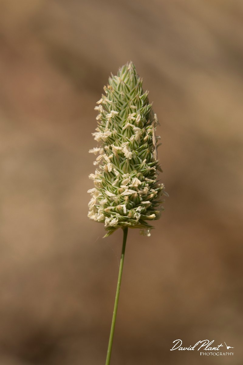 DPPhotography - Crete - Phalaris minor - A.jpg - Lesser canary grass - Phalaris minor