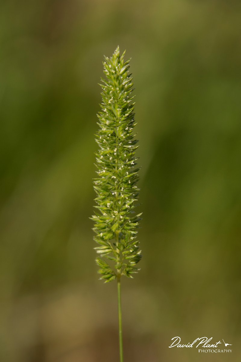 DPPhotography - Crete - Rostraria cristatus - B.jpg - Mediterranean hairgrass - Rostraria cristata
