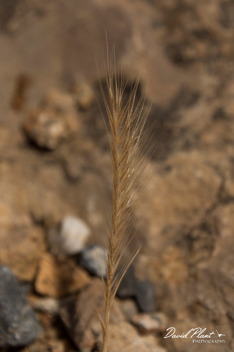 DPPhotography - Crete - Vulpia fasciculata - A.jpg - Dune fescue - Vulpia fasciculata