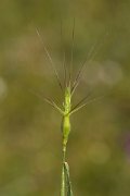 DPPhotography - Crete - Aegilops biuncialis - A