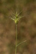 DPPhotography - Crete - Aegilops neglecta - A