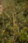 DPPhotography - Crete - Hyparrhenia hirta - A