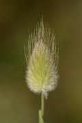 DPPhotography - Crete - Lagurus ovatus - B