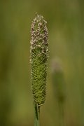 DPPhotography - Crete - Phalaris aquatica - A