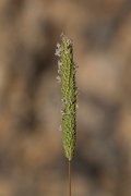DPPhotography - Crete - Phleum subulatum - C