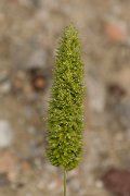 DPPhotography - Crete - Rostraria cristatus - A
