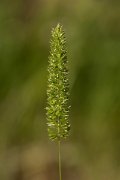 DPPhotography - Crete - Rostraria cristatus - B