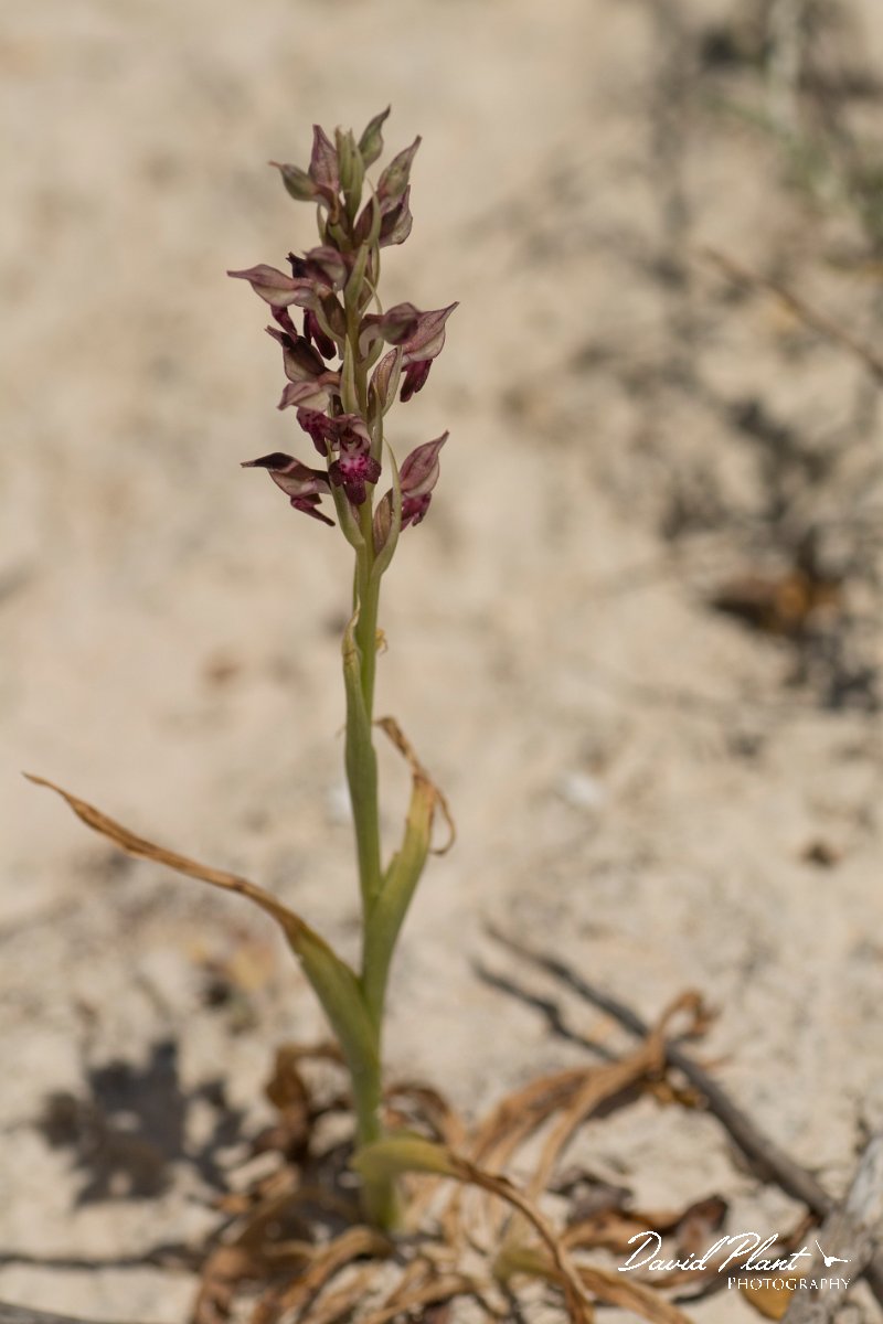 DPPhotography - Crete - Anacamptis fragans - A.jpg - Bug orchid - Anacamptis fragans