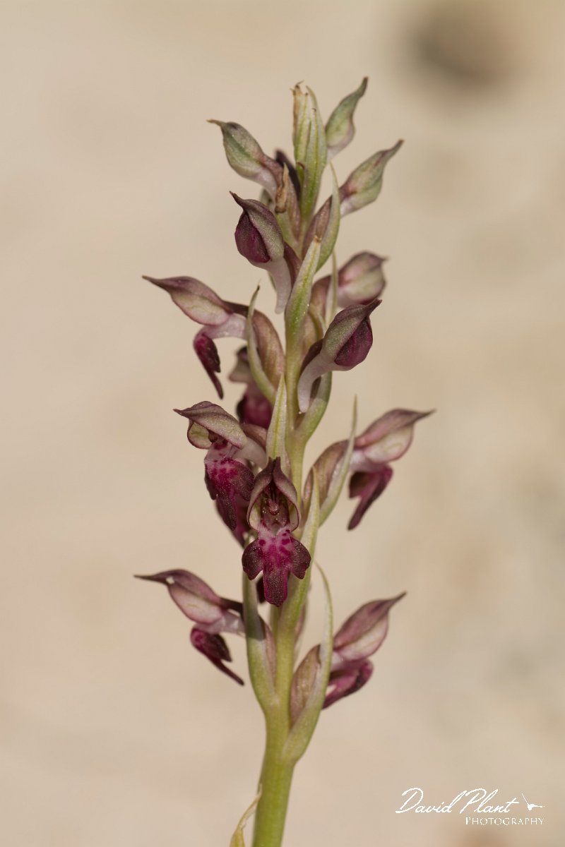 DPPhotography - Crete - Anacamptis fragans - D.jpg - Bug orchid - Anacamptis fragans