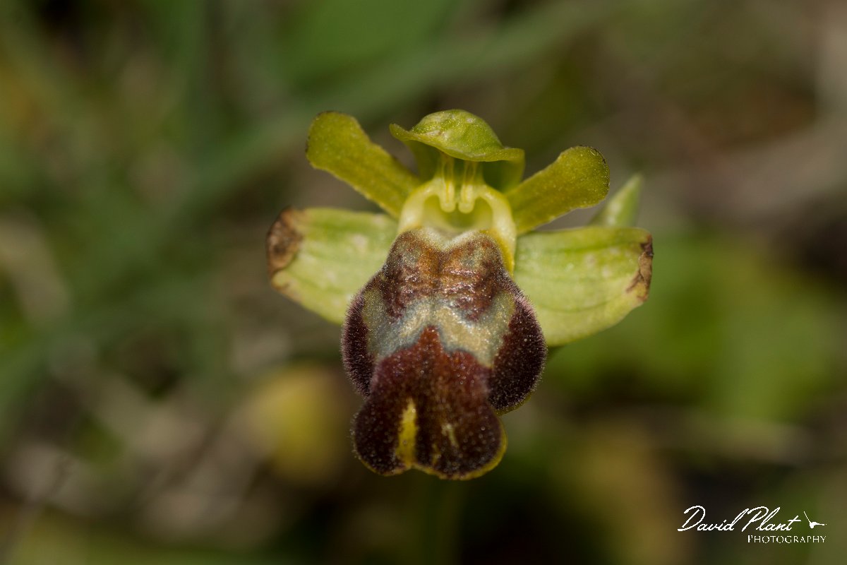 DPPhotography - Crete - Ophrys bilunulata - B.jpg - Ophrys bilunulata