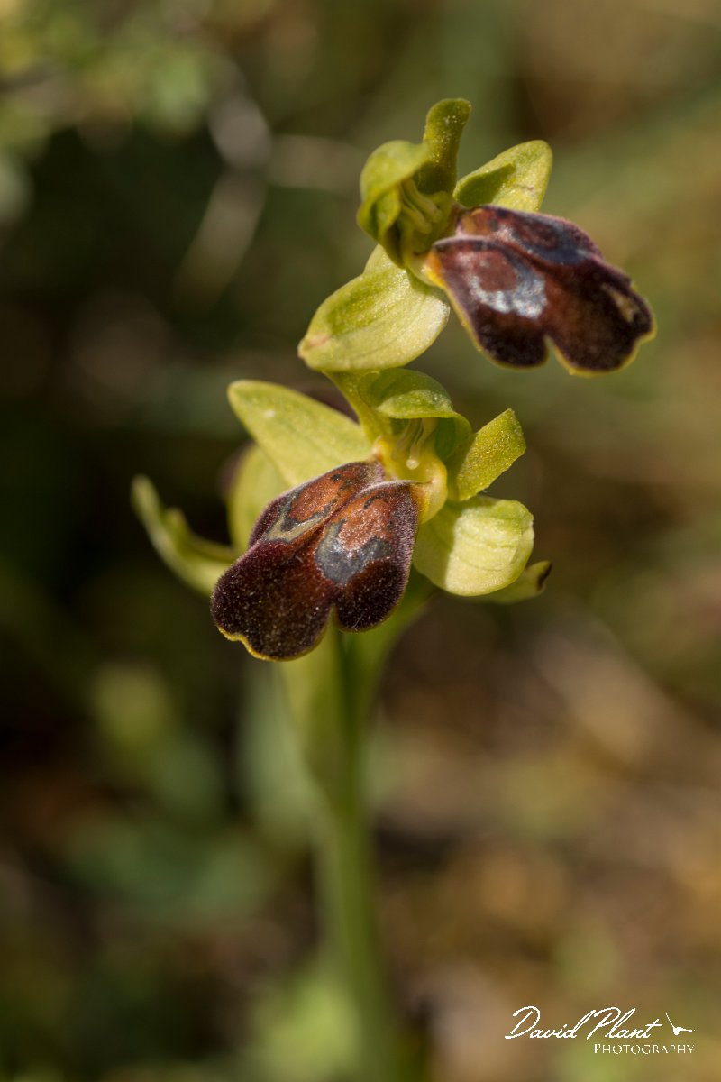 DPPhotography - Crete - Ophrys bilunulata - C.jpg - Ophrys bilunulata