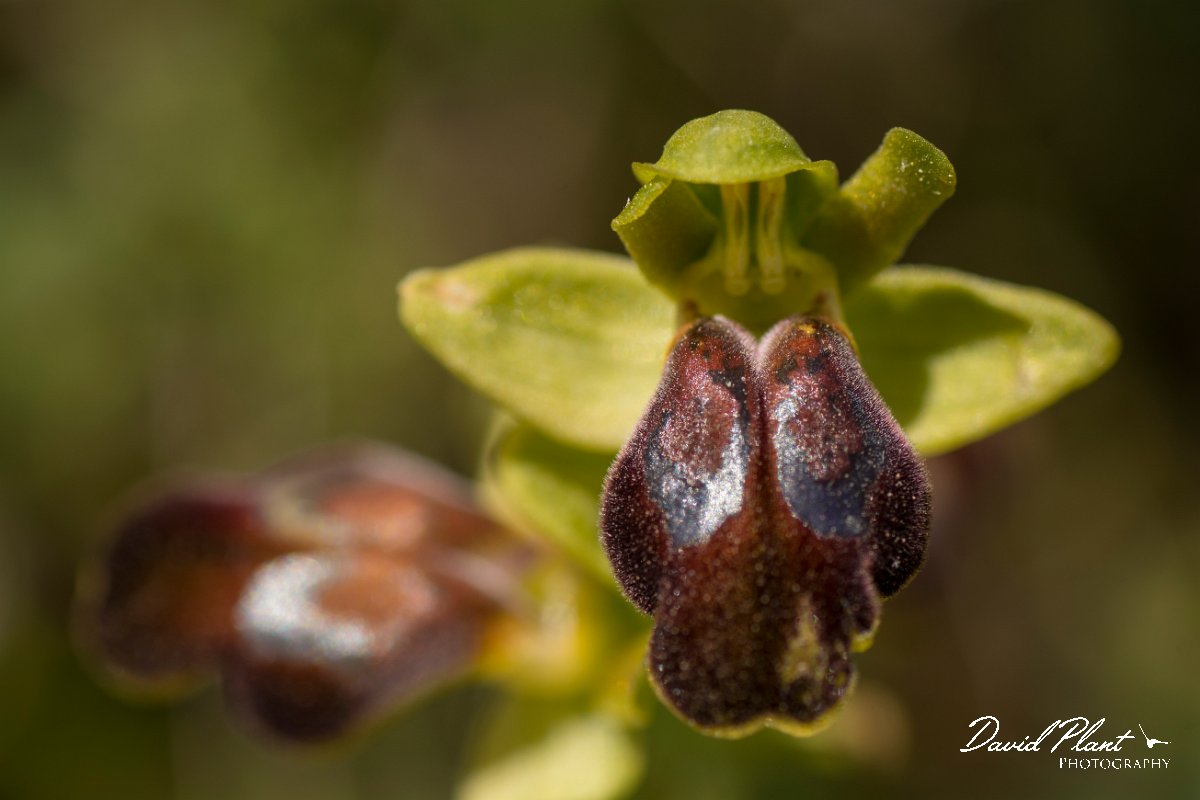 DPPhotography - Crete - Ophrys bilunulata - D.jpg - Ophrys bilunulata