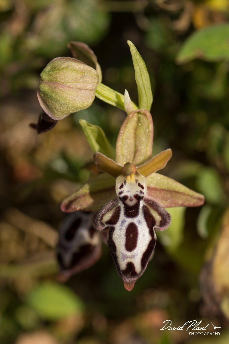 DPPhotography - Crete - Ophrys cretica - B.jpg - Cretan bee orchid - Ophrys cretica