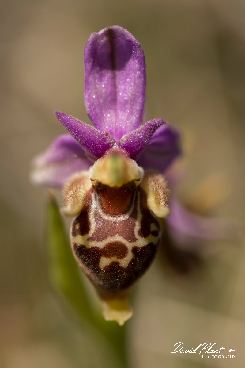 DPPhotography - Crete - Ophrys heldreichii - F.jpg - Ladybird orchid - Ophrys heldreichii