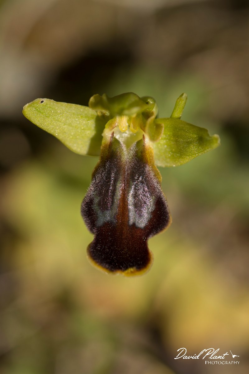 DPPhotography - Crete - Ophrys hysterofusca - A.jpg - Ophrys hysterofusca
