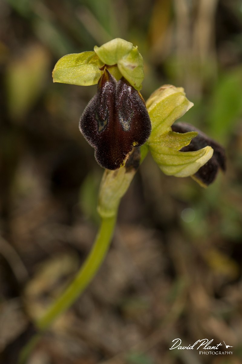DPPhotography - Crete - Ophrys hysterofusca - B.jpg - Ophrys hysterofusca