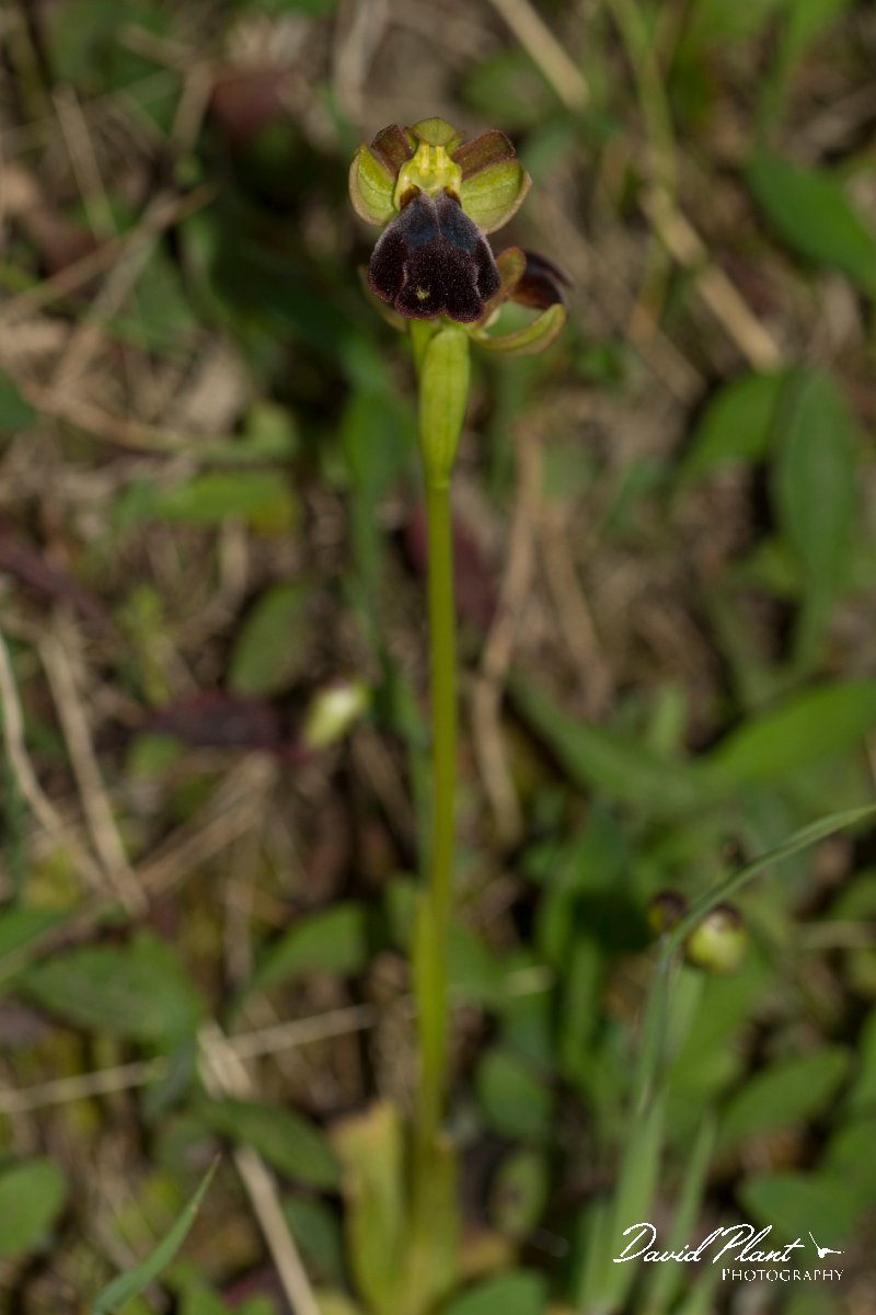 DPPhotography - Crete - Ophrys iricolor - A.jpg - Rainbow ophrys - Ophrys iricolor