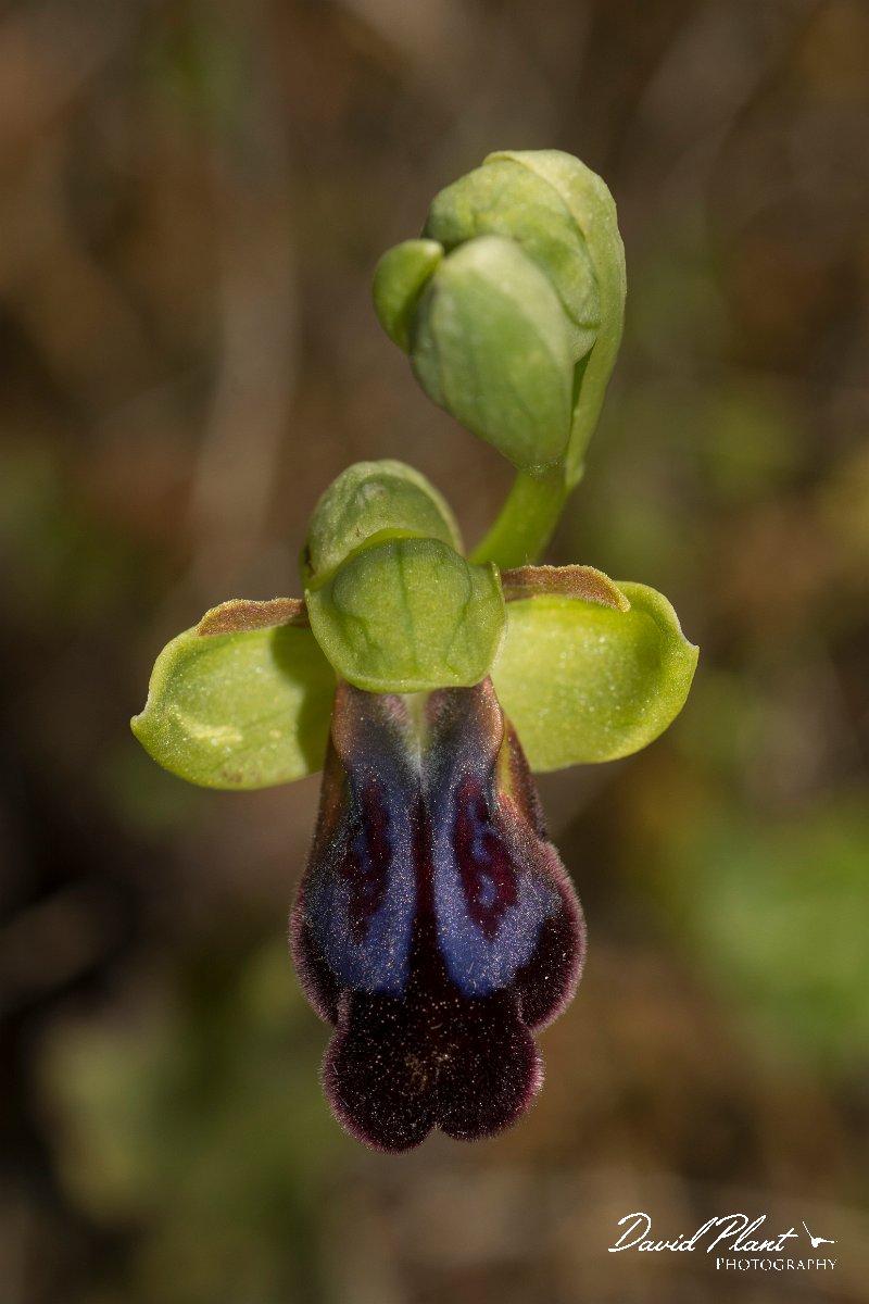 DPPhotography - Crete - Ophrys iricolor - B.jpg - Rainbow ophrys - Ophrys iricolor