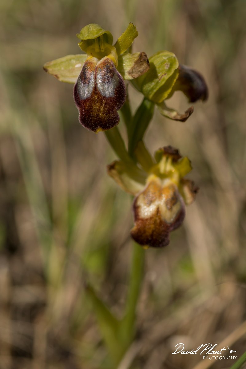 DPPhotography - Crete - Ophrys iricolor - D.jpg - Rainbow ophrys - Ophrys iricolor