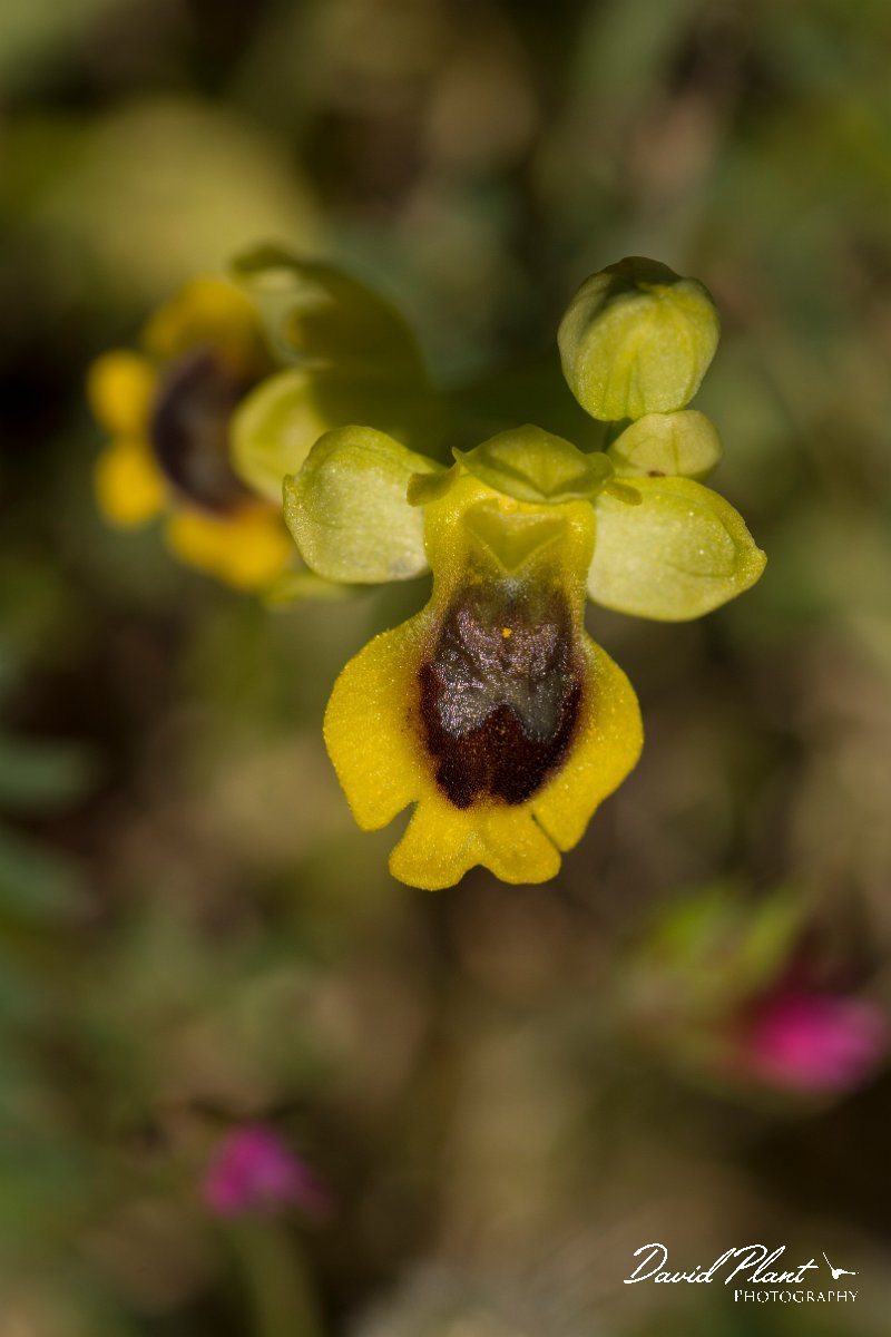 DPPhotography - Crete - Ophrys lutea - A.jpg - Yellow ophrys - Ophrys lutea