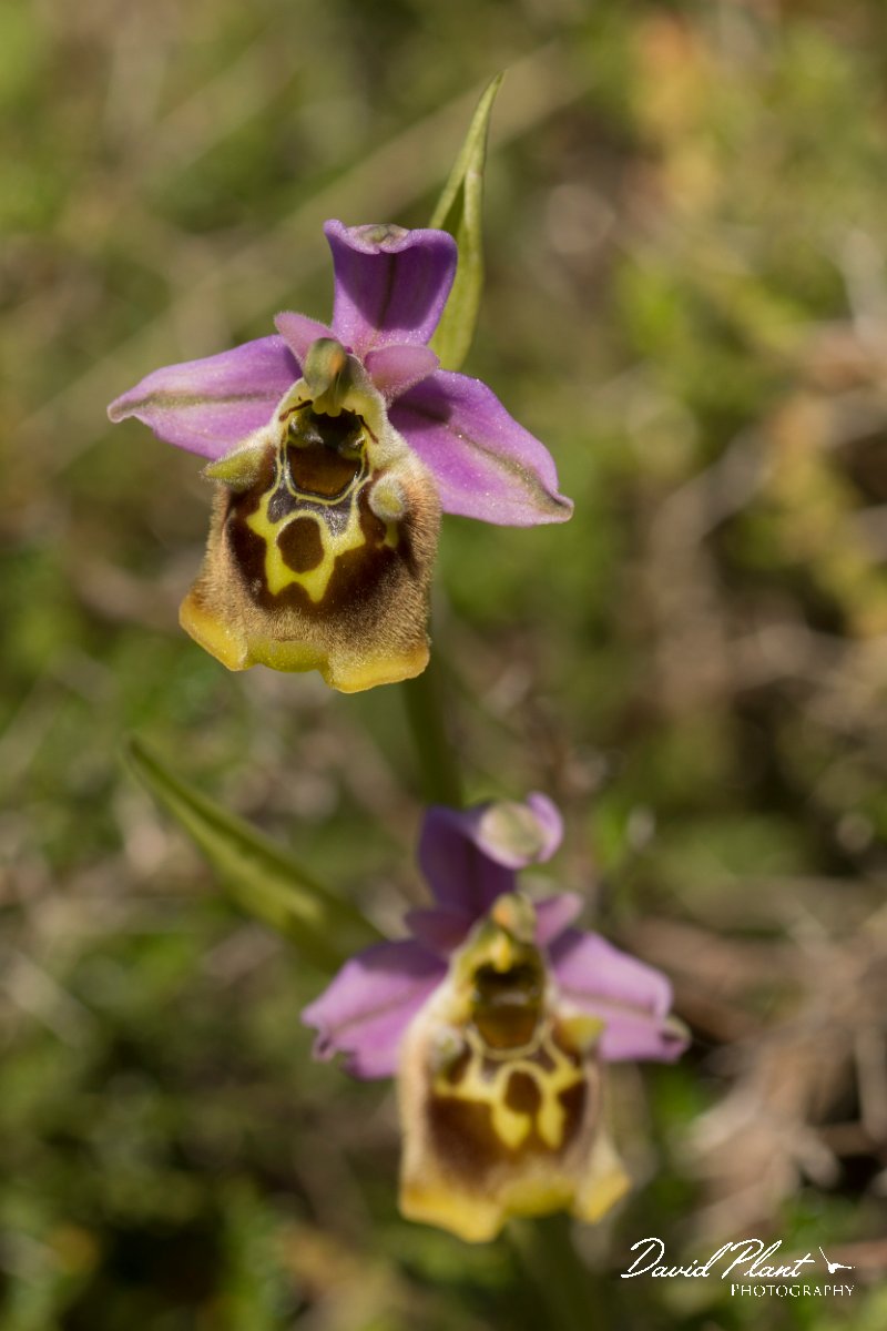 DPPhotography - Crete - Ophrys minoa - A.jpg - Minoan orchid - Ophrys minoa