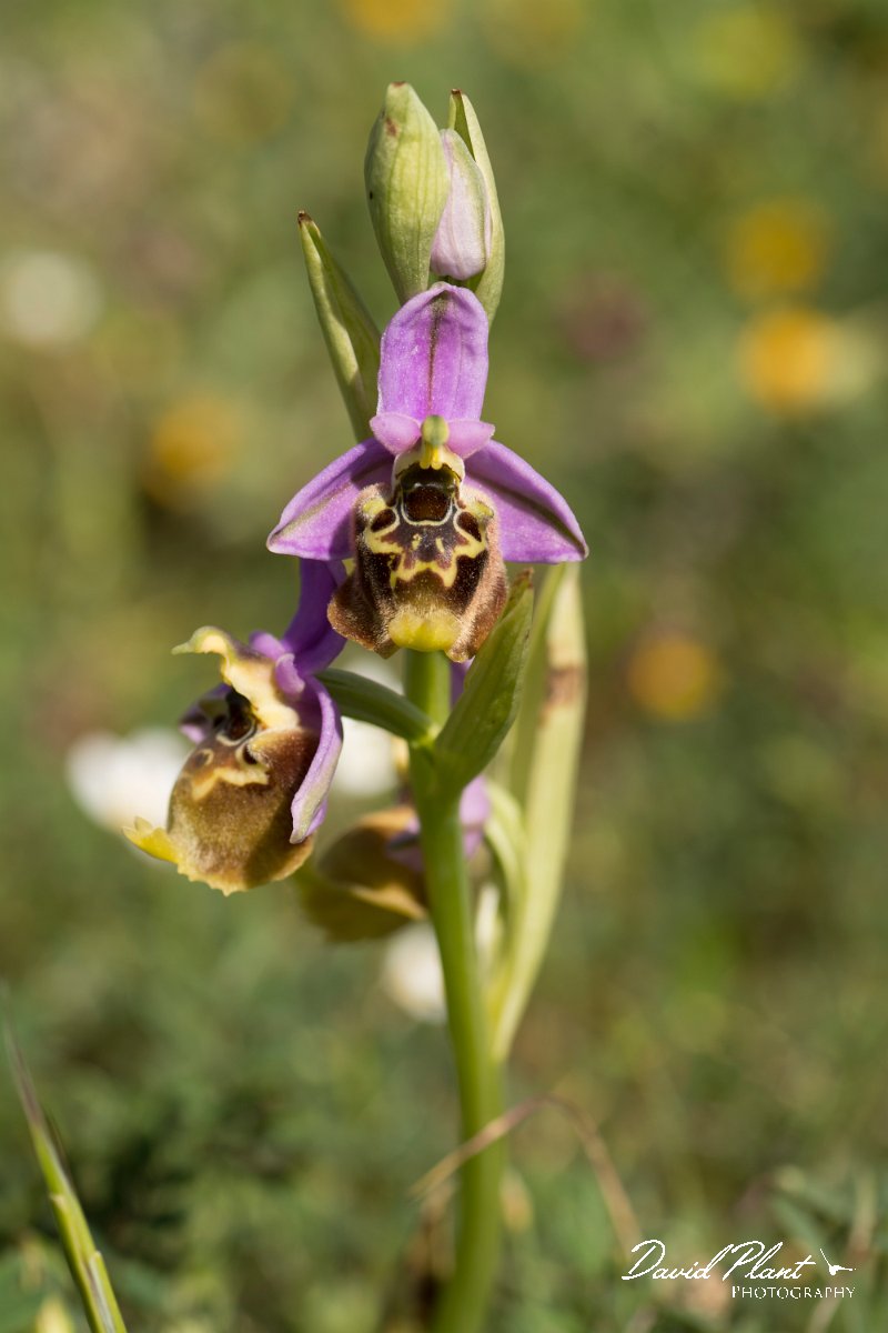 DPPhotography - Crete - Ophrys minoa - D.jpg - Minoan orchid - Ophrys minoa