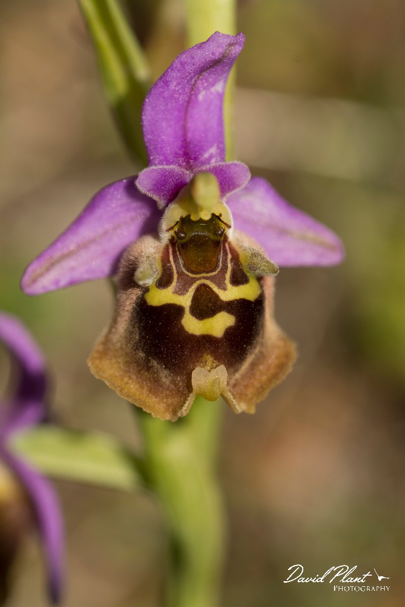 DPPhotography - Crete - Ophrys minoa - E.jpg - Minoan orchid - Ophrys minoa