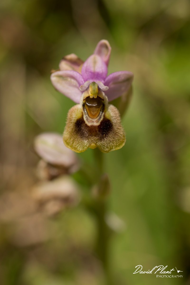 DPPhotography - Crete - Ophrys tenthredinifera - A.jpg - Sawfly ophrys - Ophrys tenthredinifera