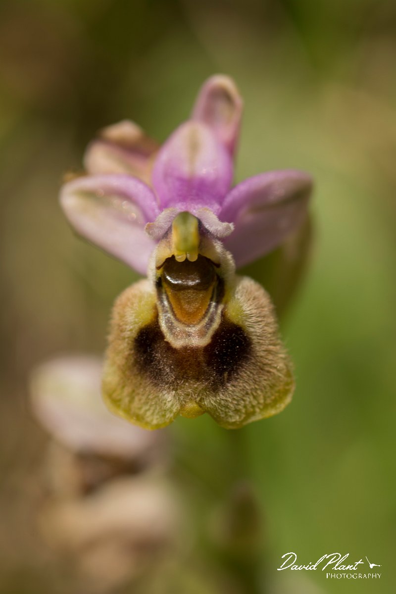DPPhotography - Crete - Ophrys tenthredinifera - B.jpg - Sawfly ophrys - Ophrys tenthredinifera