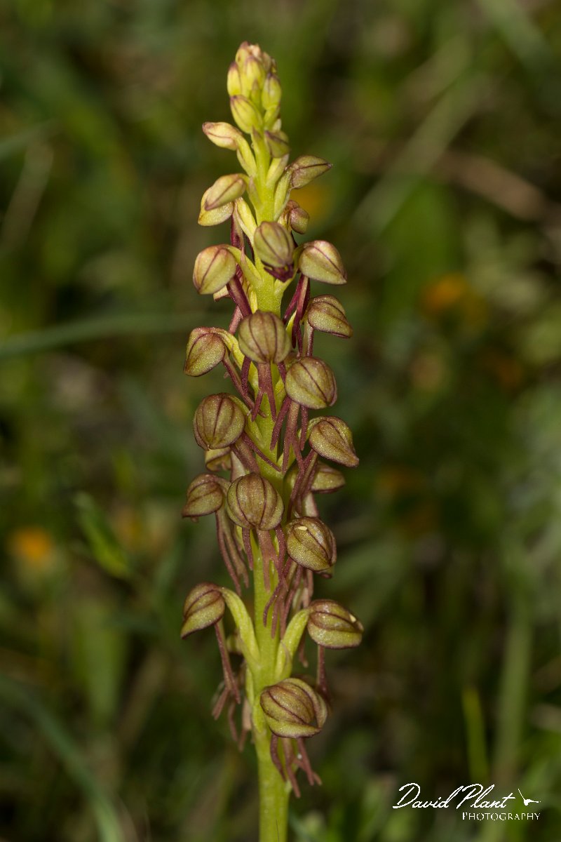 DPPhotography - Crete - Orchis anthropophora - C.jpg - Man orchid - Orchis anthropophora