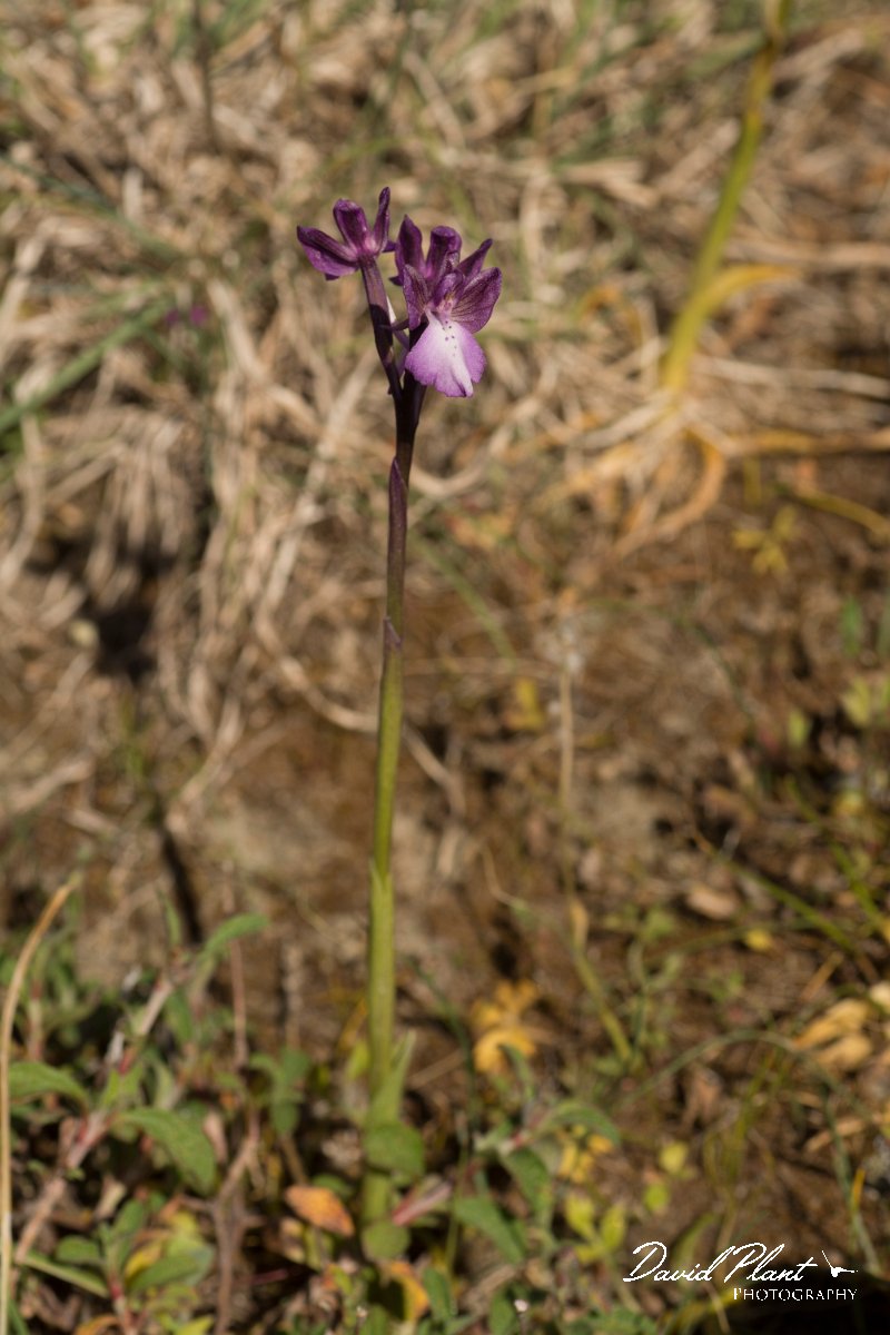DPPhotography - Crete - Orchis boryi - A.jpg - Cretan orchid - Orchis cretica