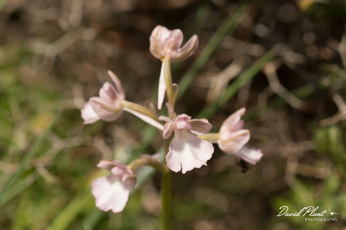 DPPhotography - Crete - Orchis boryi - F.jpg - Cretan orchid pale - Orchis cretica