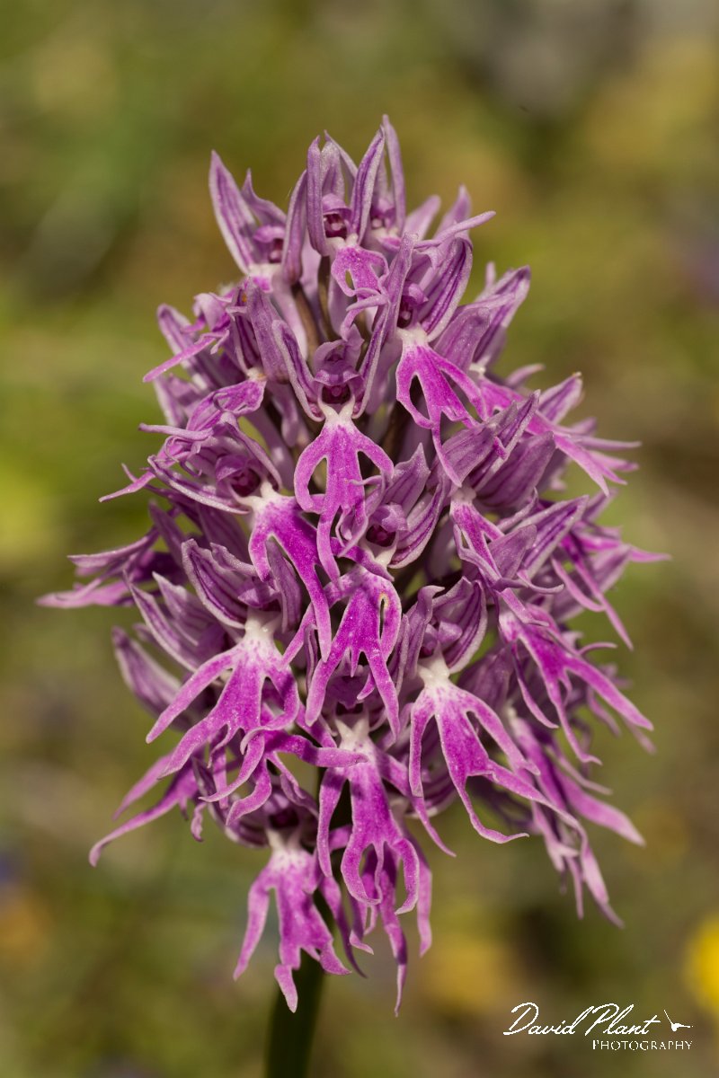 DPPhotography - Crete - Orchis italica - C.jpg - Naked man orchid - Orchis italica
