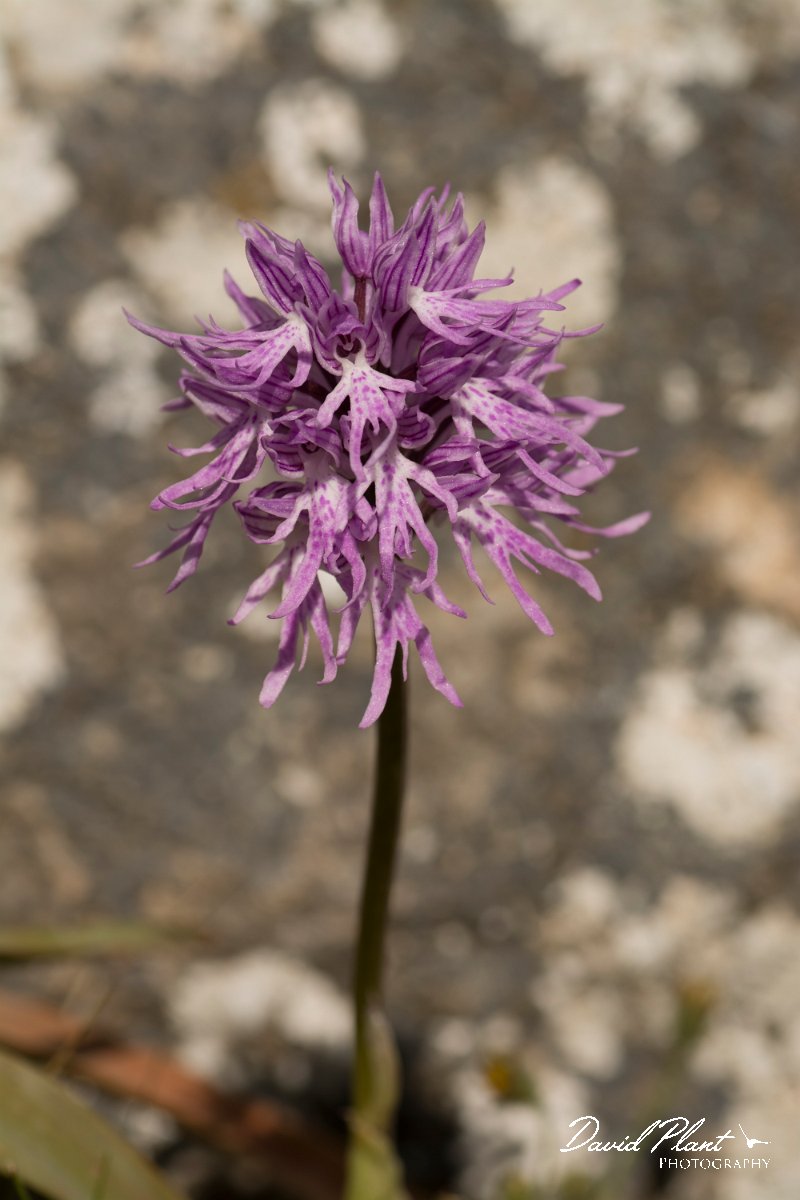 DPPhotography - Crete - Orchis italica - E.jpg - Naked man orchid - Orchis italica