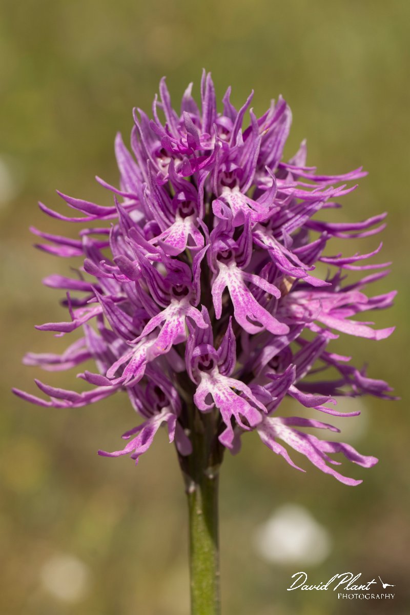 DPPhotography - Crete - Orchis italica - H.jpg - Naked man orchid - Orchis italica