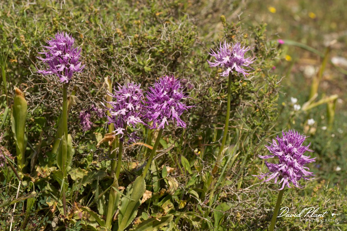 DPPhotography - Crete - Orchis italica - I.jpg - Naked man orchid group - Orchis italica
