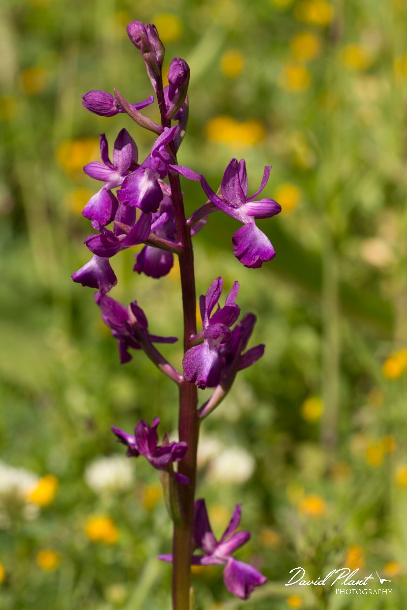 DPPhotography - Crete - Orchis laxiflora - B.jpg - Loose-flowered orchid - Orchis laxifolia