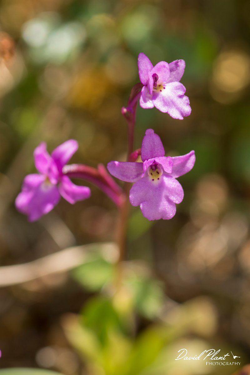 DPPhotography - Crete - Orchis quadripunctata - D.jpg - Four-spotted orchid - Orchis quadripunctata