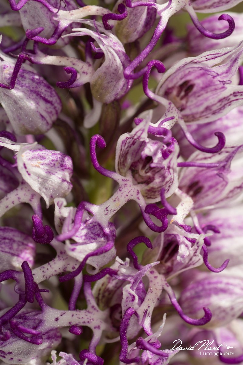 DPPhotography - Crete - Orchis simia - A.jpg - Monkey orchid - Orchis simia