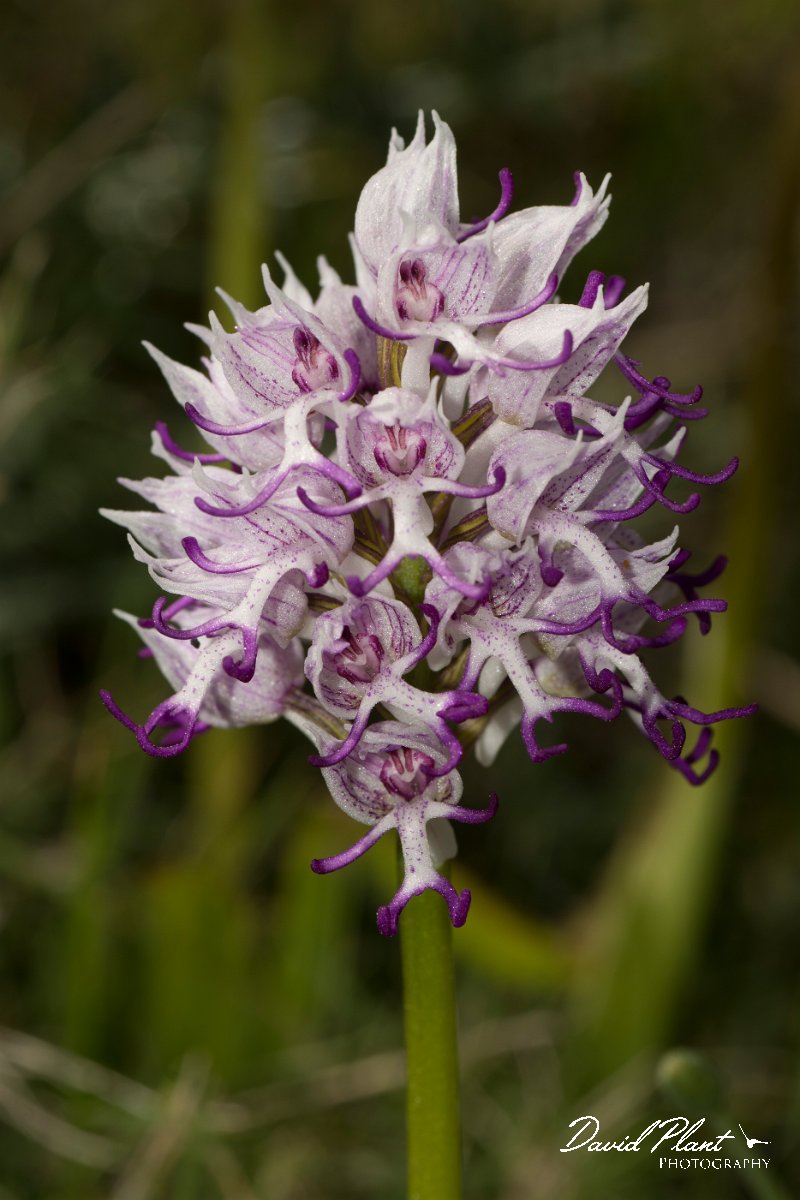 DPPhotography - Crete - Orchis simia - C.jpg - Monkey orchid - Orchis simia