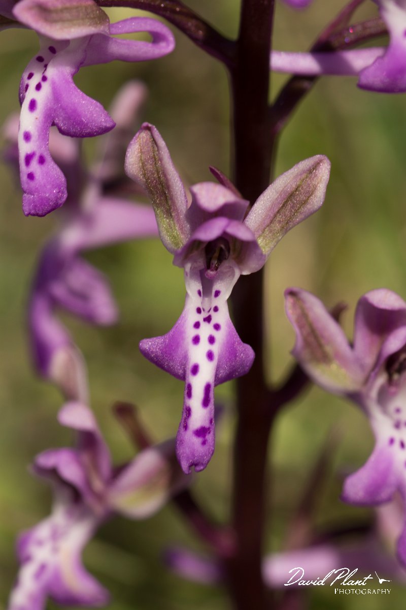 DPPhotography - Crete - Orchis sitiaca - B.jpg - Sitia orchid - Orchis sitiaca