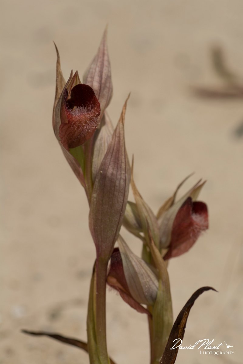 DPPhotography - Crete - Serapias orientalis - A.jpg - Eastern tongue orchid - Serapias orientalis