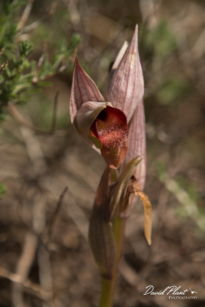 DPPhotography - Crete - Serapias orientalis - D.jpg - Eastern tongue orchid - Serapias orientalis